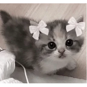 Котятки — стикер для MAX