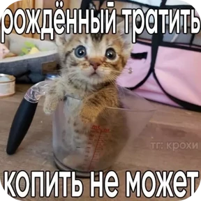 Котные мемесы — стикер для MAX
