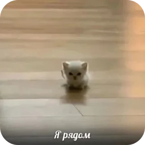 Стикерпак Котные мемесы для мессенджера MAX