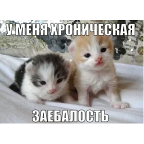 Котные мемесы — стикер для MAX