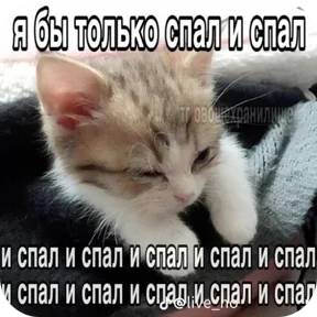 Котные мемесы — стикер для MAX