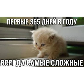 Котные мемесы — стикер для MAX