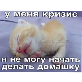 Котные мемесы — стикер для MAX