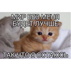 Котные мемесы — стикер для MAX