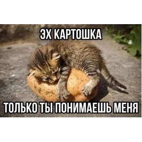 Котные мемесы — стикер для MAX