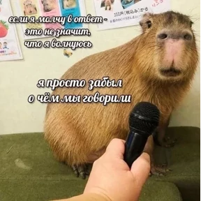 Котные мемесы — стикер для MAX