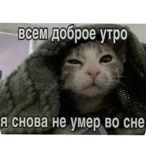 Котные мемесы — стикер для MAX