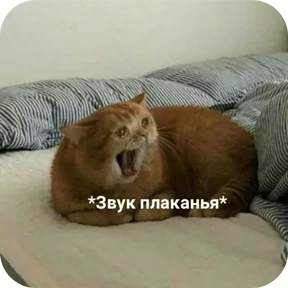 Котные мемесы — стикер для MAX