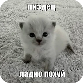 Котные мемесы — стикер для MAX