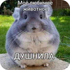 Котные мемесы — стикер для MAX