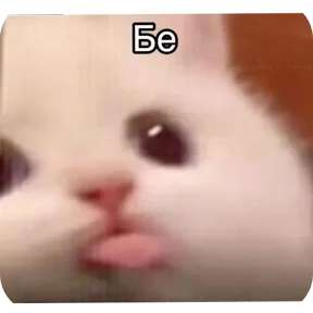 Котные мемесы — стикер для MAX