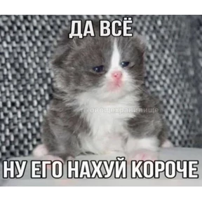 Котные мемесы — стикер для MAX