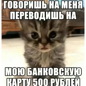 Котные мемесы — стикер для MAX