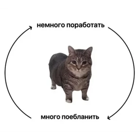 Котные мемесы — стикер для MAX