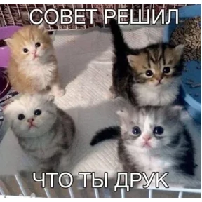 Котные мемесы — стикер для MAX