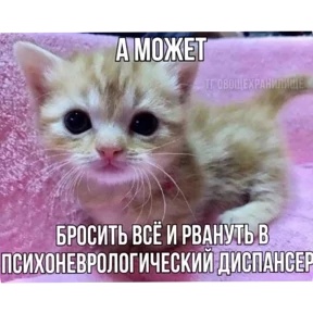 Котные мемесы — стикер для MAX