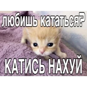 Котные мемесы — стикер для MAX