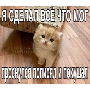 Котные мемесы — стикер для MAX