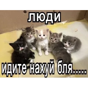 Котные мемесы — стикер для MAX