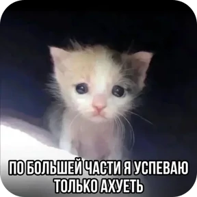 Котные мемесы — стикер для MAX