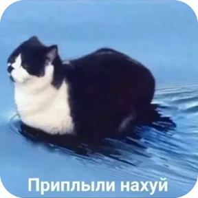 Котные мемесы — стикер для MAX