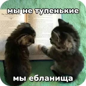 Котные мемесы — стикер для MAX