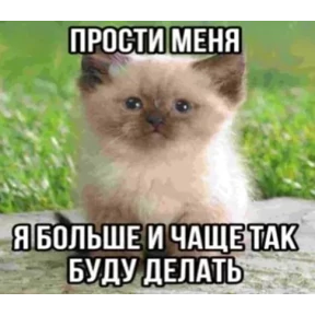 Котные мемесы — стикер для MAX