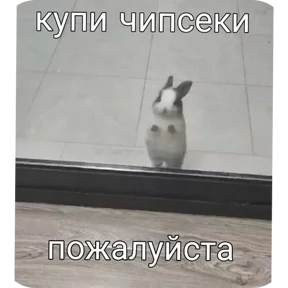 Котные мемесы — стикер для MAX