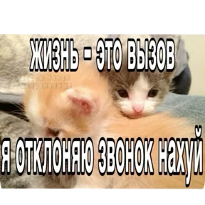 Котные мемесы — стикер для MAX