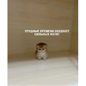 Котные мемесы — стикер для MAX