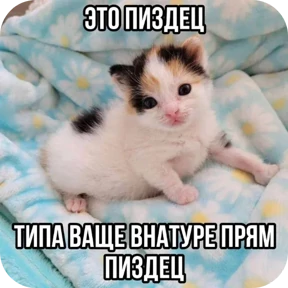 Котные мемесы — стикер для MAX