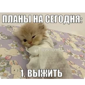 Котные мемесы — стикер для MAX