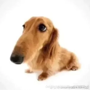 Собачки — стикер для MAX