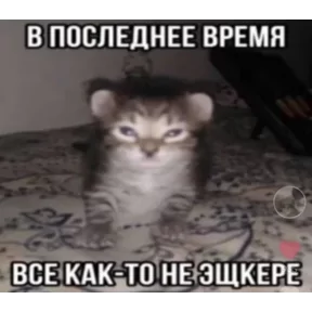 Стикер