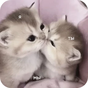 Котяточки — стикер для MAX