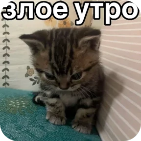 Котяточки — стикер для MAX