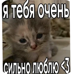 Котяточки — стикер для MAX