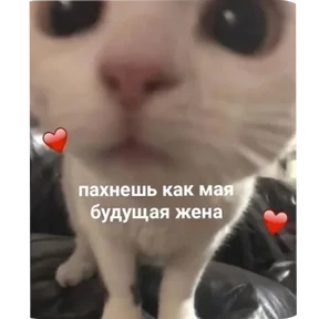 Котяточки — стикер для MAX