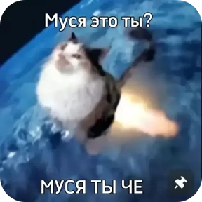 Котятки — стикер для MAX