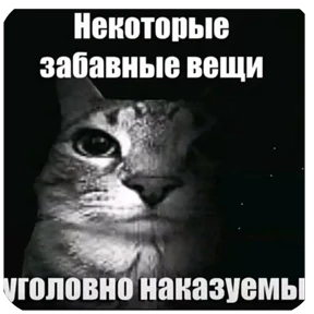 Котятки — стикер для MAX