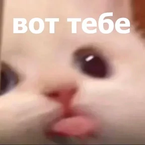 Котики в шапочках — стикер для MAX