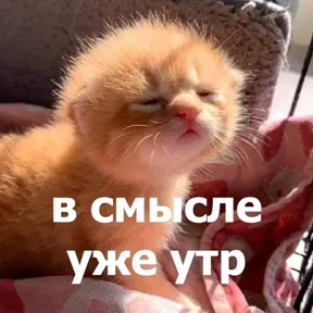 Котики в шапочках — стикер для MAX