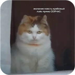 Котопак — стикер для MAX