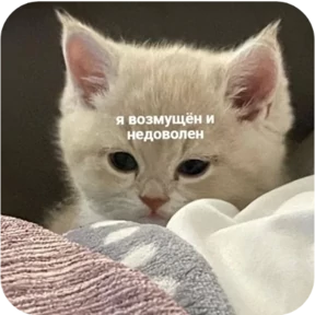 Котопак — стикер для MAX