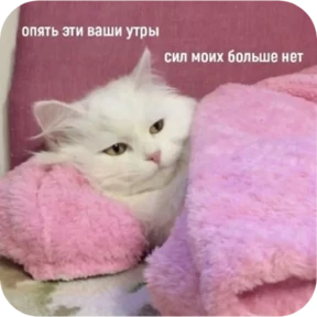 Котопак — стикер для MAX