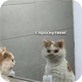 Котопак — стикер для MAX