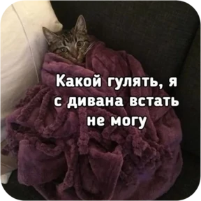 Котопак — стикер для MAX