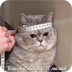 Котопак — стикер для MAX