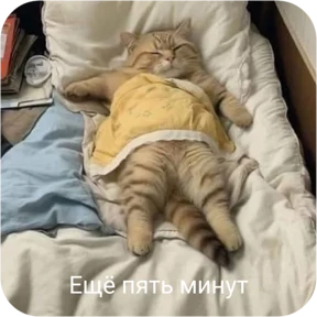 Котопак — стикер для MAX