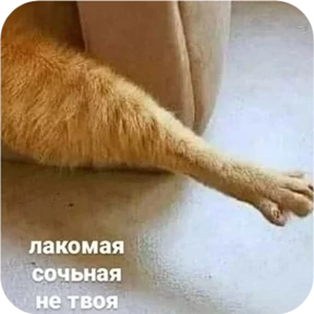 Котопак — стикер для MAX
